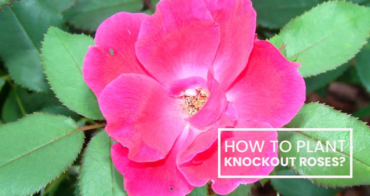 how to plant knockout roses